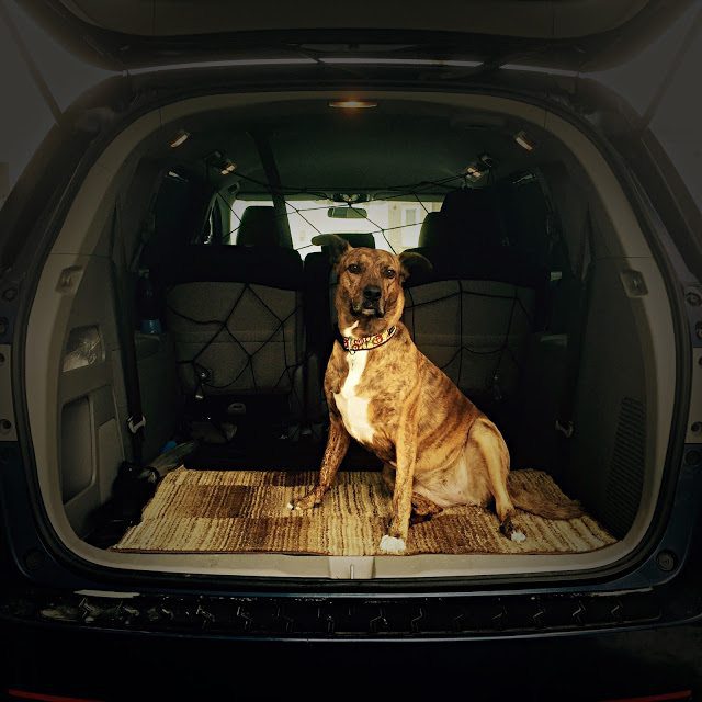 2015 Honda Odyssey cargo area Boxer dog