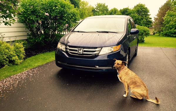 2015 Honda Odyssey EX Honey the dog