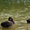 Black Swans