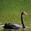Black Swans