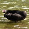 Black Swans