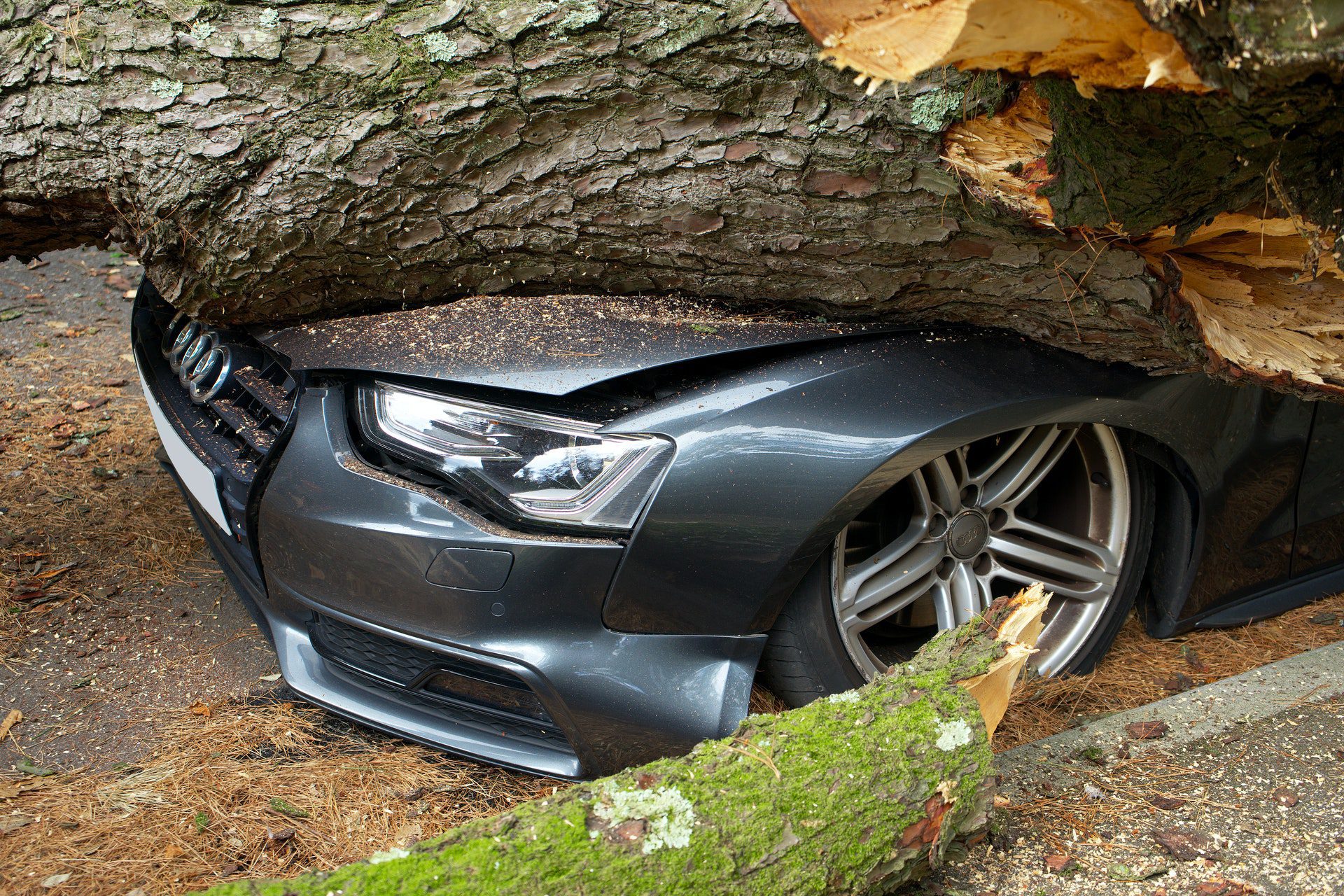 Audi crushed under a tree